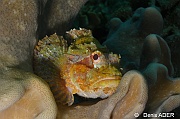 Scorpaenopsis barbatus Rascasse barbue-Tomia table coral-3m-20180525-Denis-ADER-DSC_0650_tn